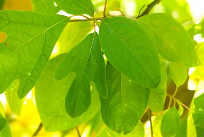 Sassafras albidum - sasafras lékařský - list